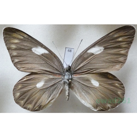 Delias zebuda Hewitson, 1862 female Indonesia, Sulawesi68